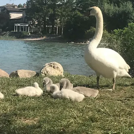 Giardino Sul Garda * Sirmione
