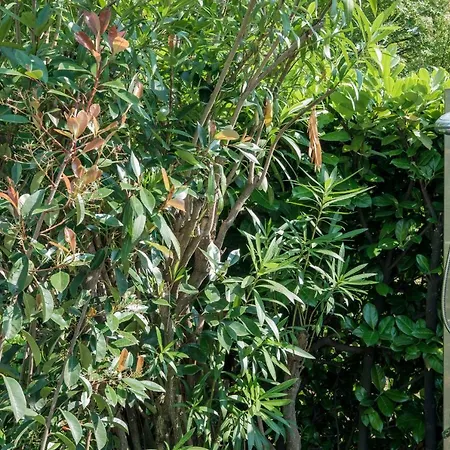 Σπίτι διακοπών Giardino Sul Garda Σιρμιόνε